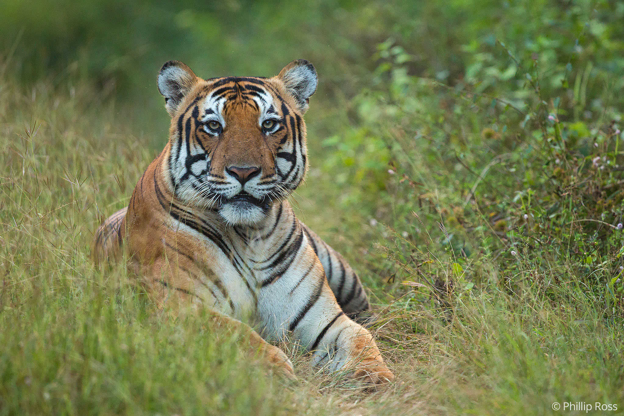 Beautiful Male Tiger in Kabini by wildlife photographer Phillip Ross