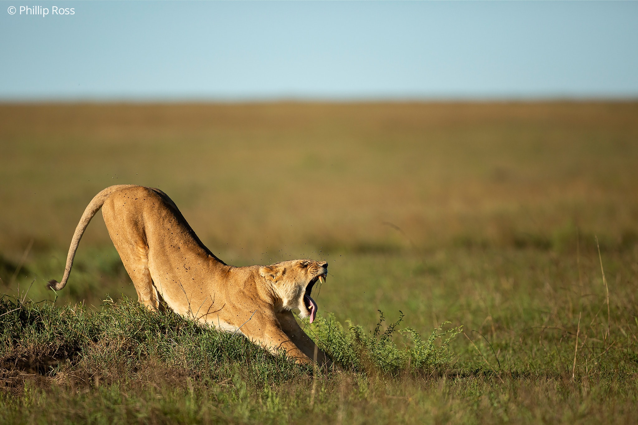 Lioness on an Africa Wildlife Photography Tour