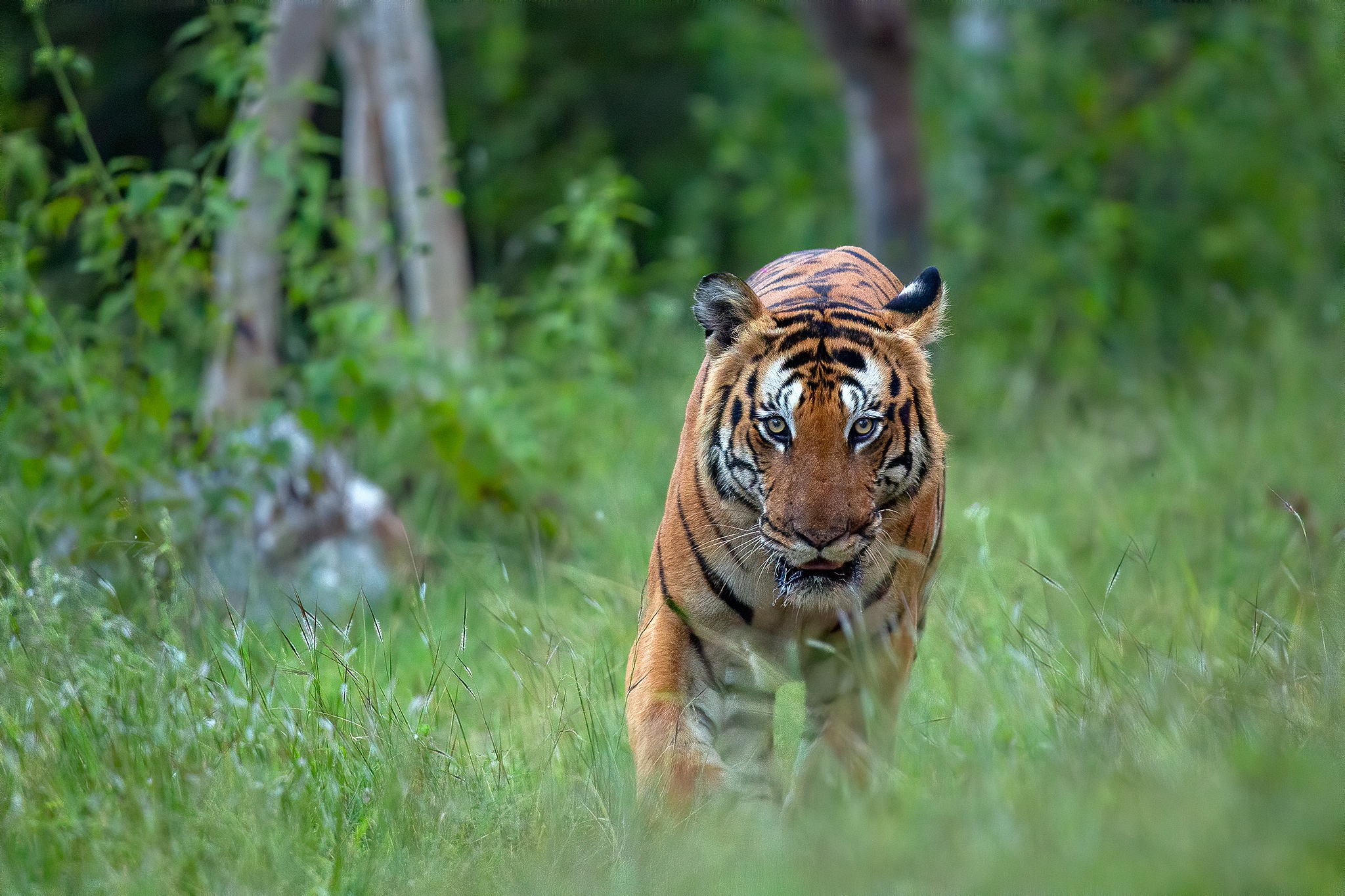 Tiger in Bandipur on a Wildlife Photography Tour