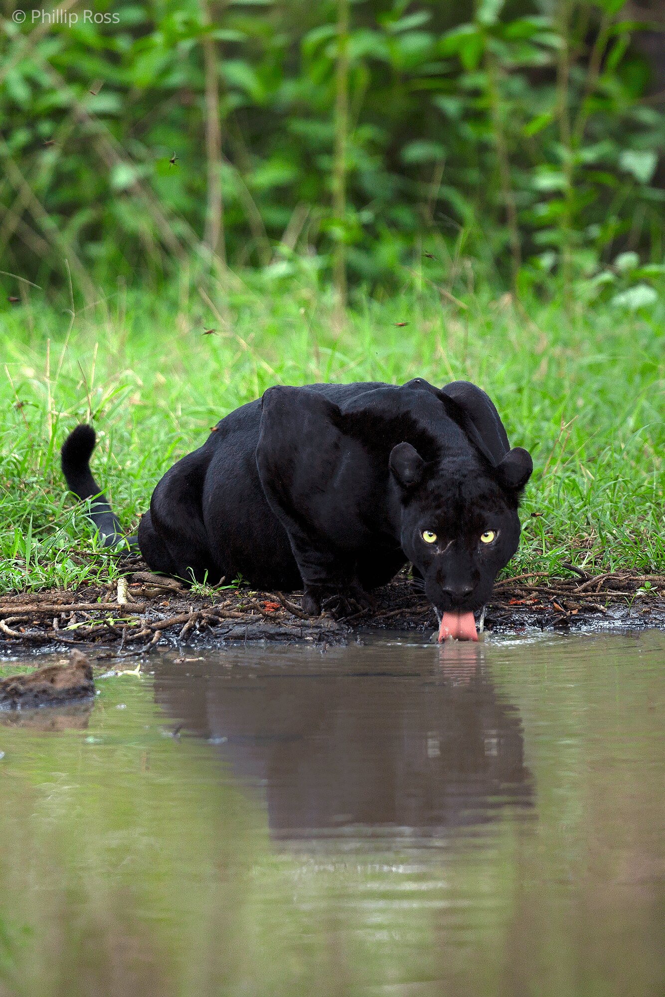 A black panther (Panthera pardus) crouched at a puddle in Kabini, drinking, its reflection in the water