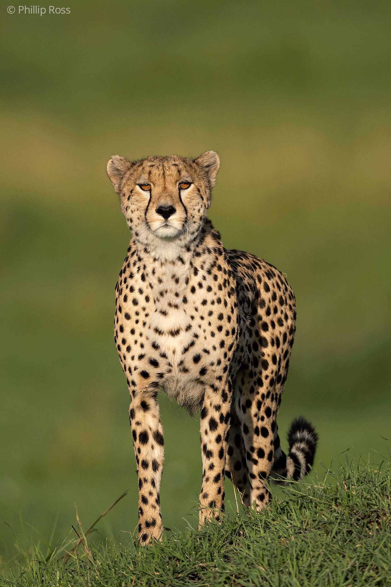 A cheetah (Acinonyx jubatus) standing on a grassy rise in golden light, looking at the camera