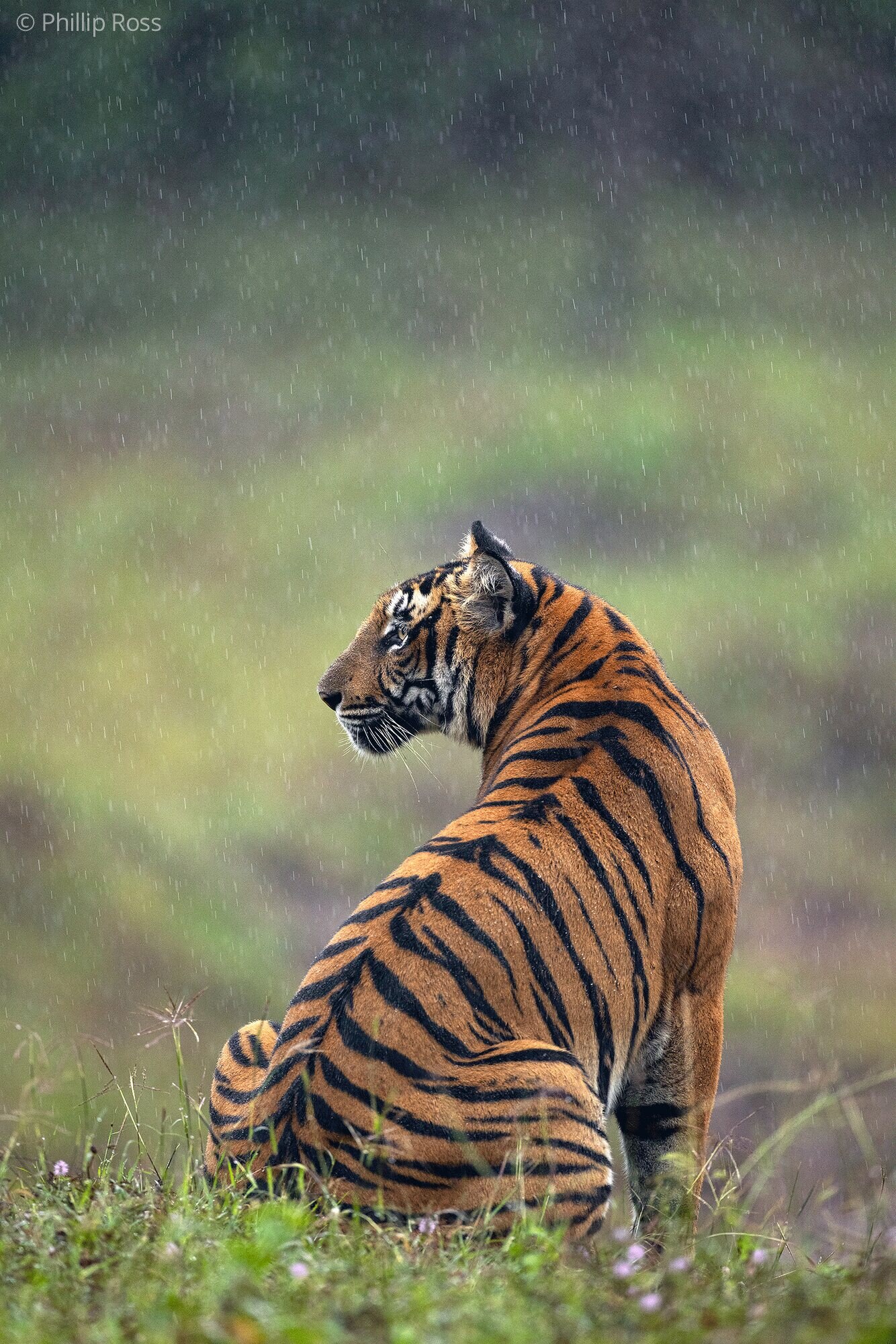 A tiger (Panthera tigris) sitting in falling rain on a green meadow in Kabini, looking back over its shoulder