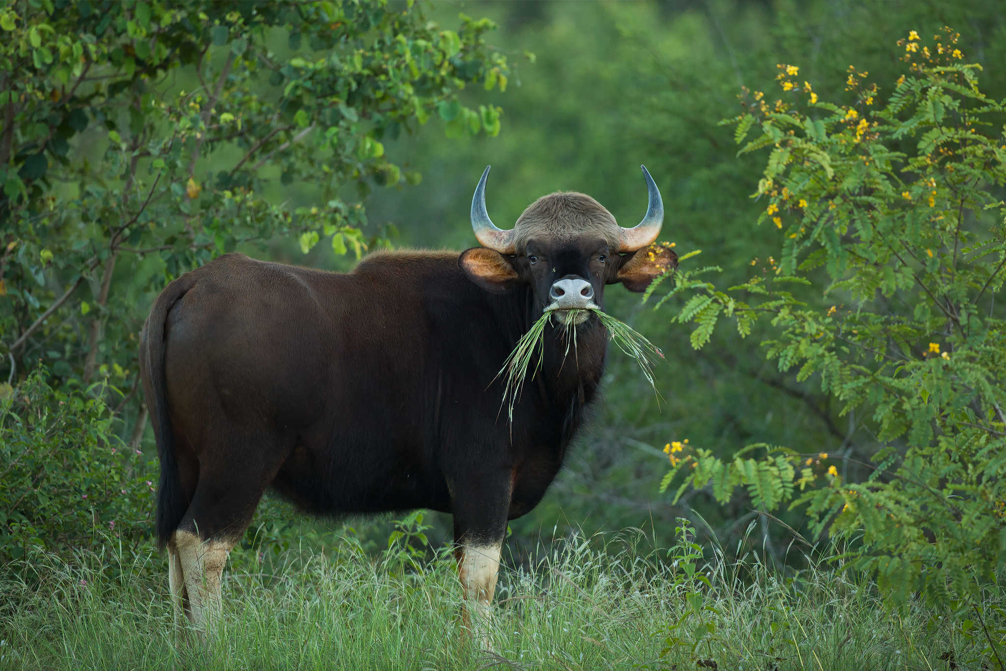 Дикий бык 4 букв сканворд. Индийский бык Гаур. Дикий бык Гаур. Индийский Лесной бык Гаур. Гаур гаял.