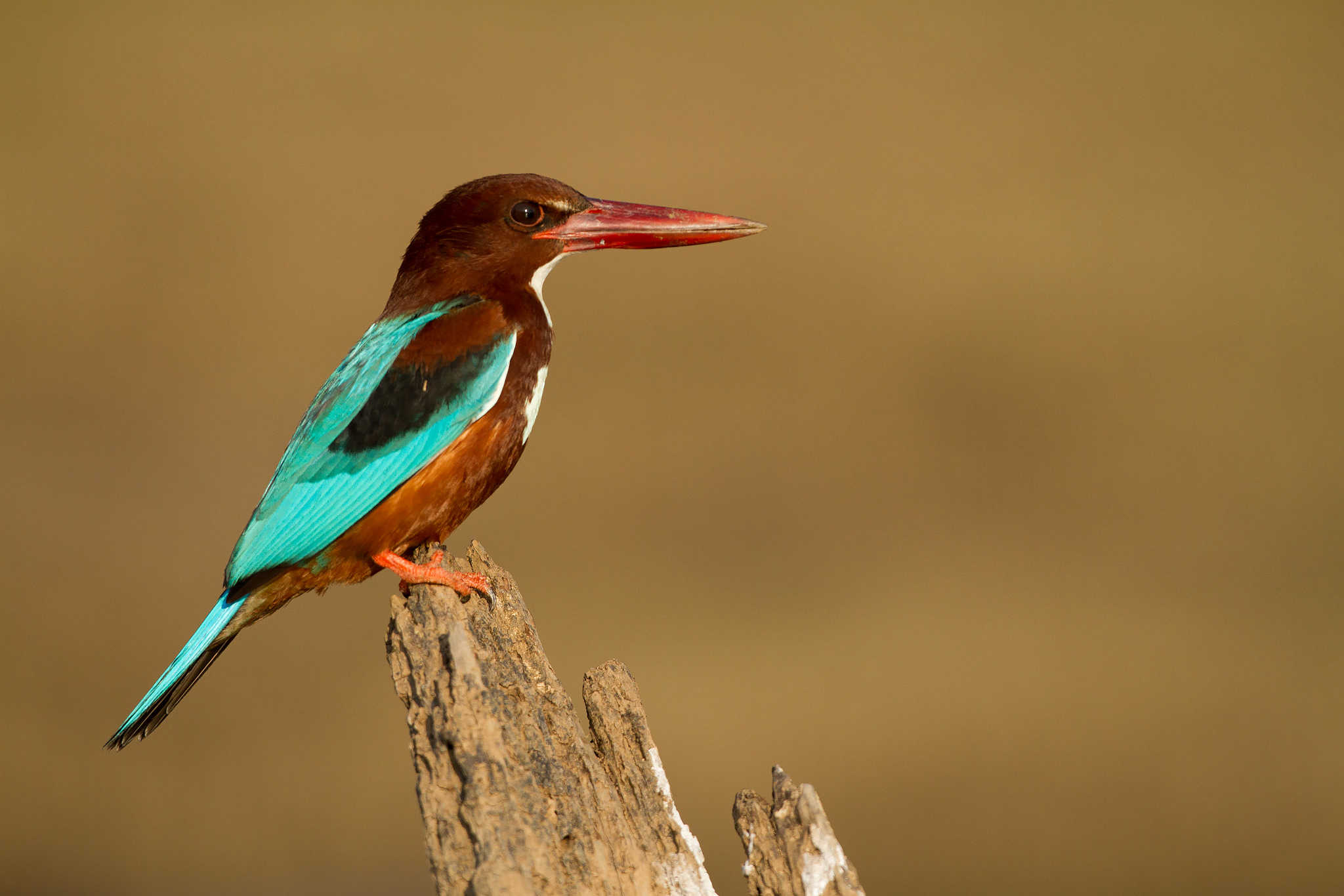 White-Throated Kingfisher sitting on a perch in Bannerghatta near Bangalore by wildlife photographer Phillip Ross