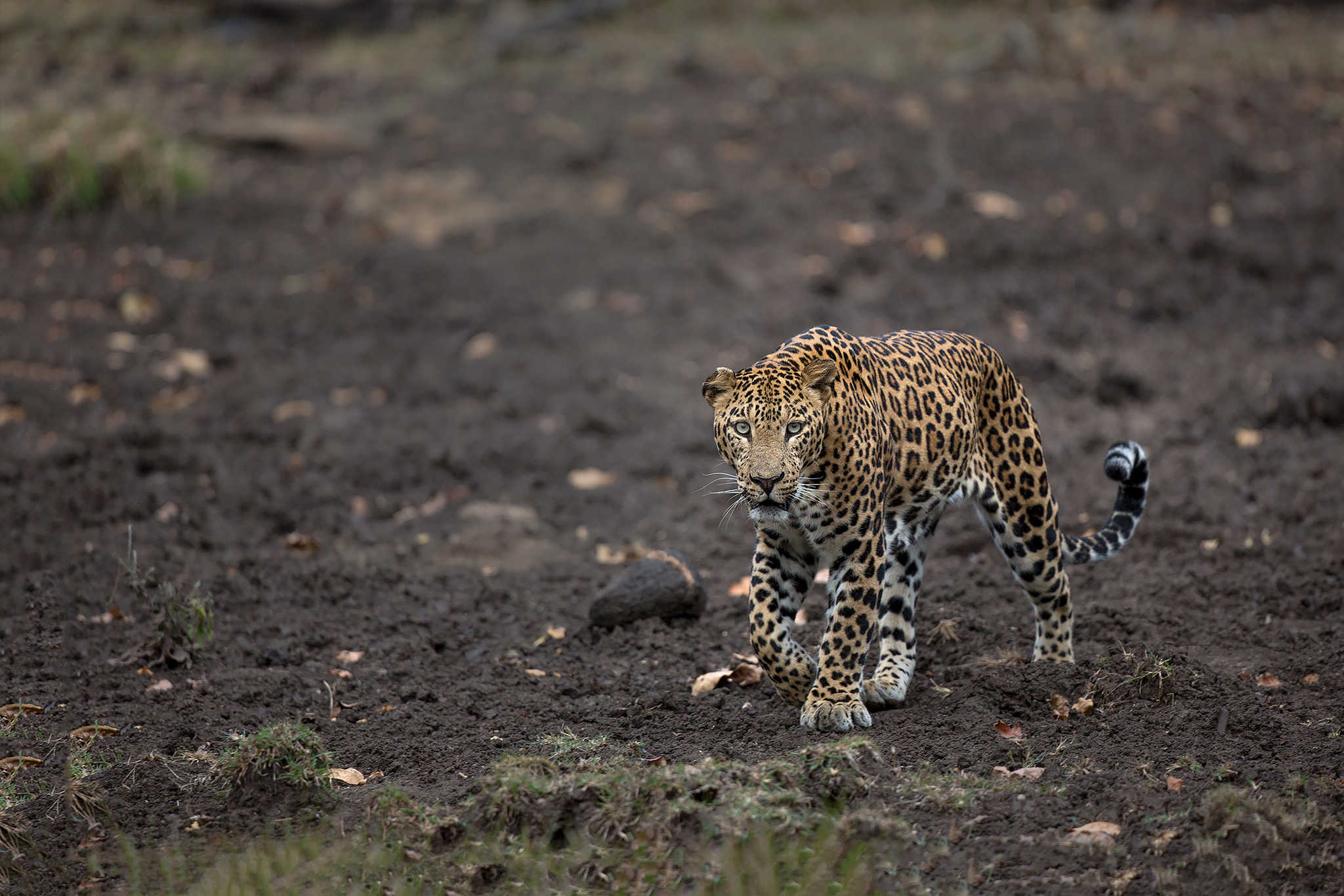 Indian Leopard walking through a salt pit in Kabini by wildlife photographer Phillip Ross