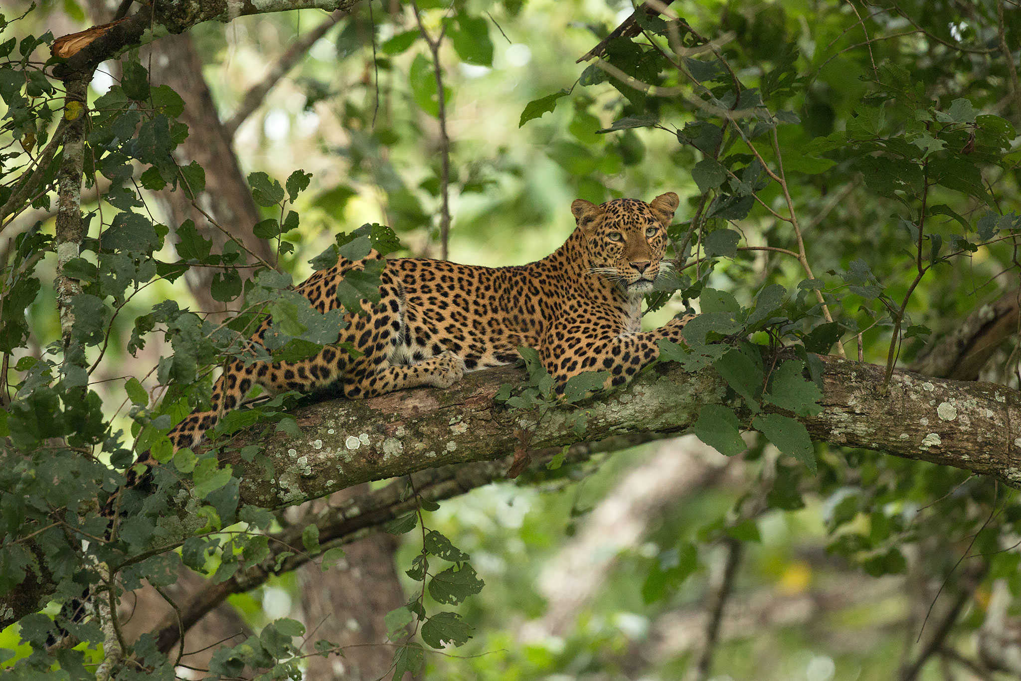 A beautiful leopard sitting on a tree in Kabini by wildlife photographer Phillip Ross