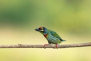 Coppersmith Barbet on our Bird Photography Workshop in Bangalore