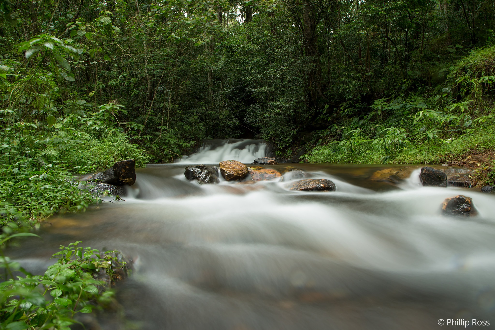 A stream photographed with a slow shutter speed to give that milky effect on our Coorg Wildlife Photography Camp by wildlife photographer Phillip Ross