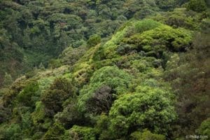 The beautiful canopy of the Rainforest of Coorg on our Wildlife Photography Camp