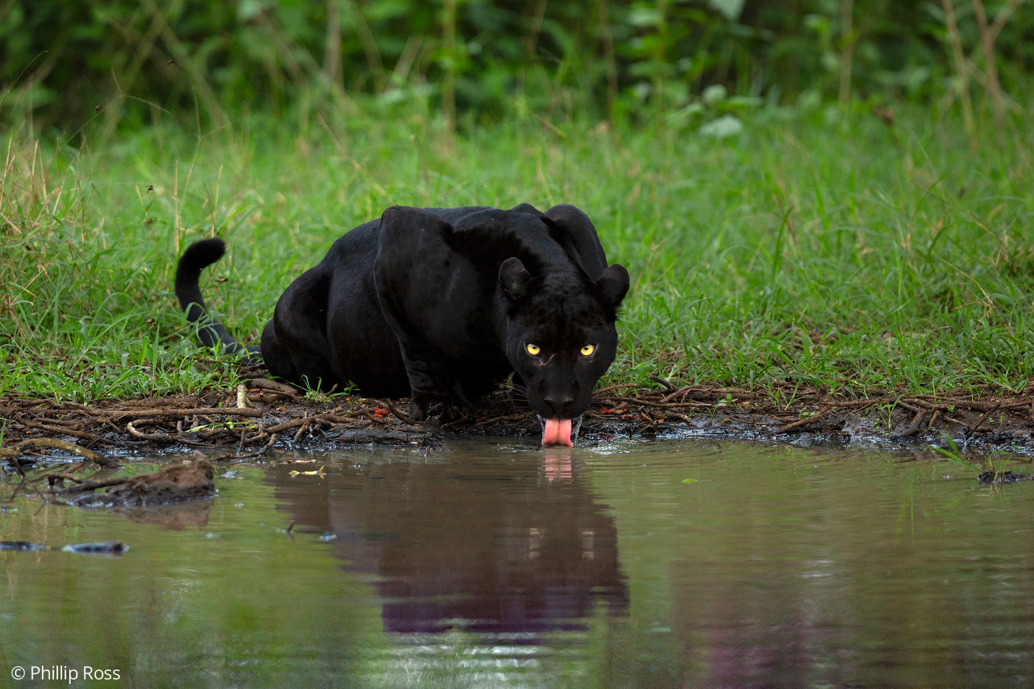 A rare Black Panther in Kabini on our Wildlife Photography Camp by wildlife photographer Phillip Ross