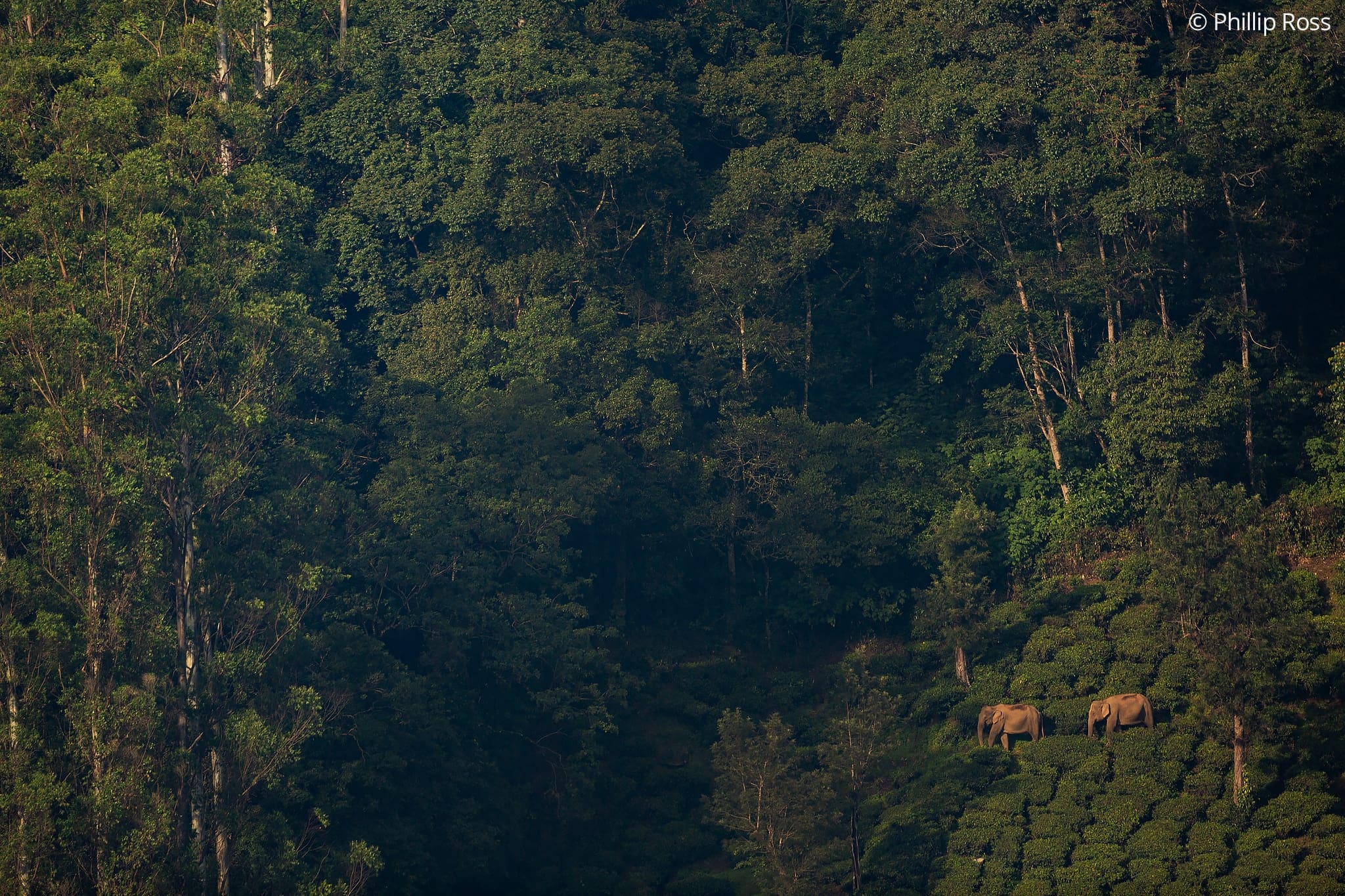 valparai jungle safari