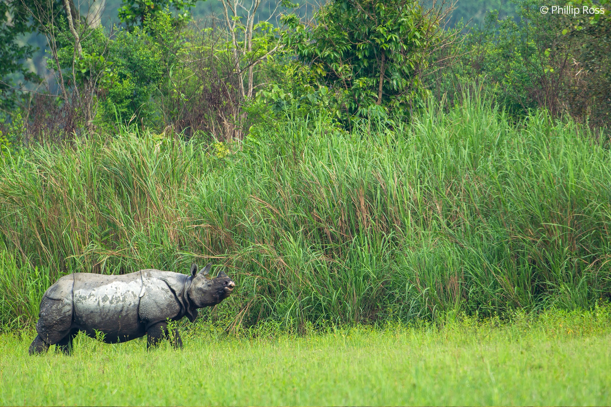 Rhino in Kaziranga on a Wildlife Photography Tour