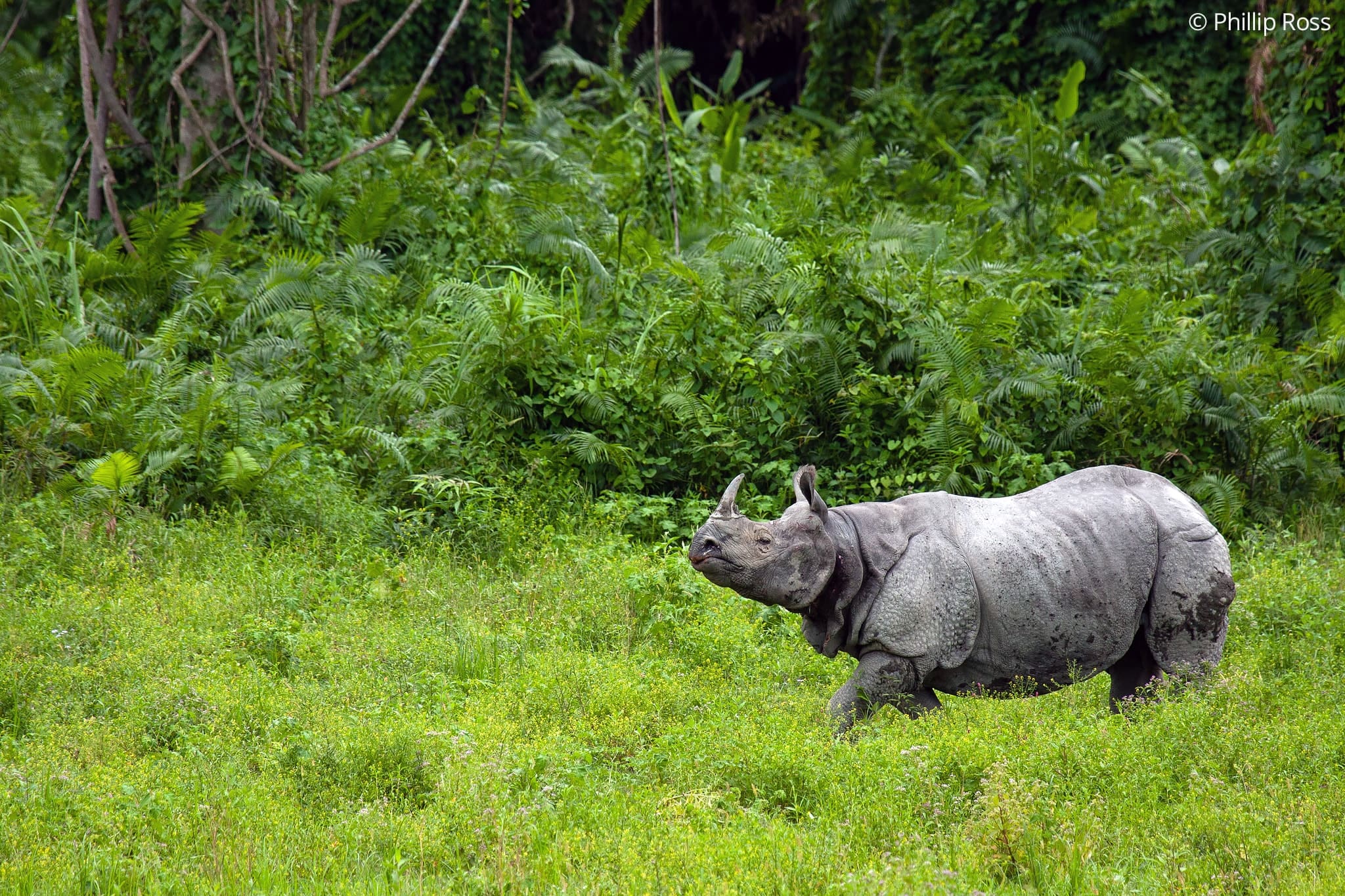 kaziranga photography tour