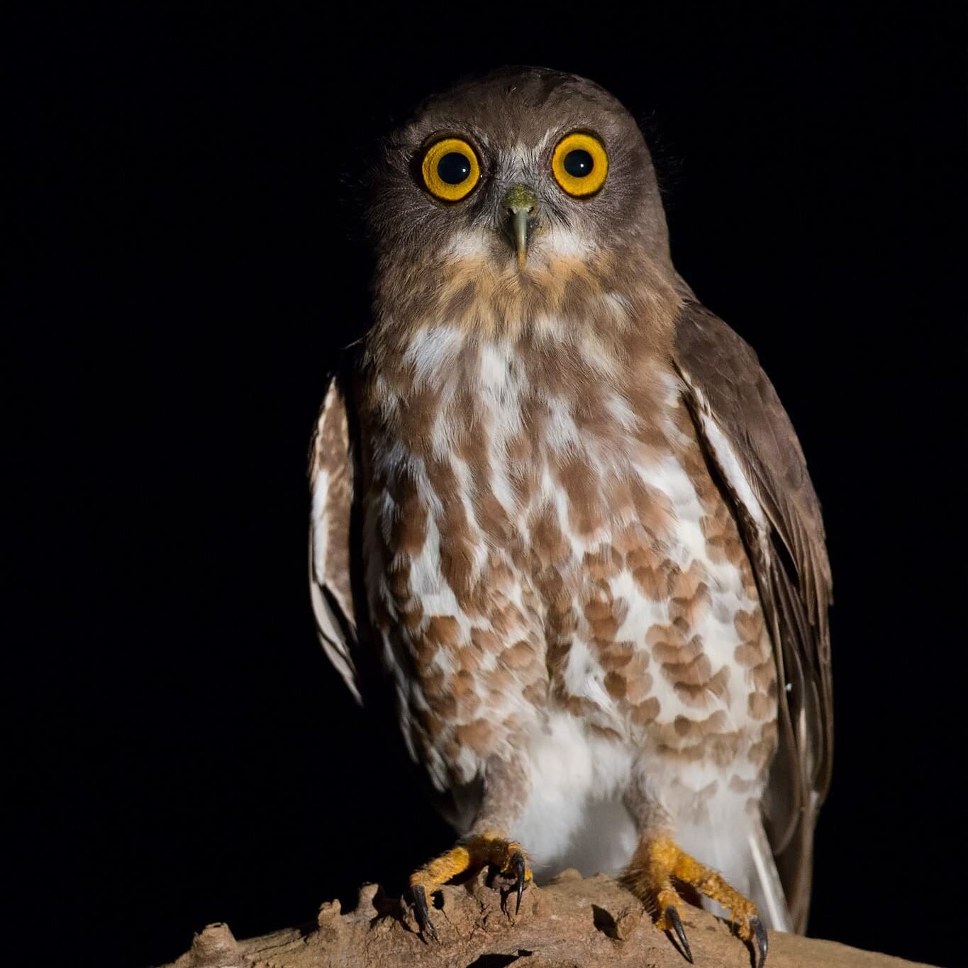 Brown Hawk Owl in Thattekad on a Bird Photography Tour