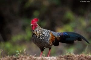 Grey Jungle Fowl in Thattekad on a Bird Photography Tour