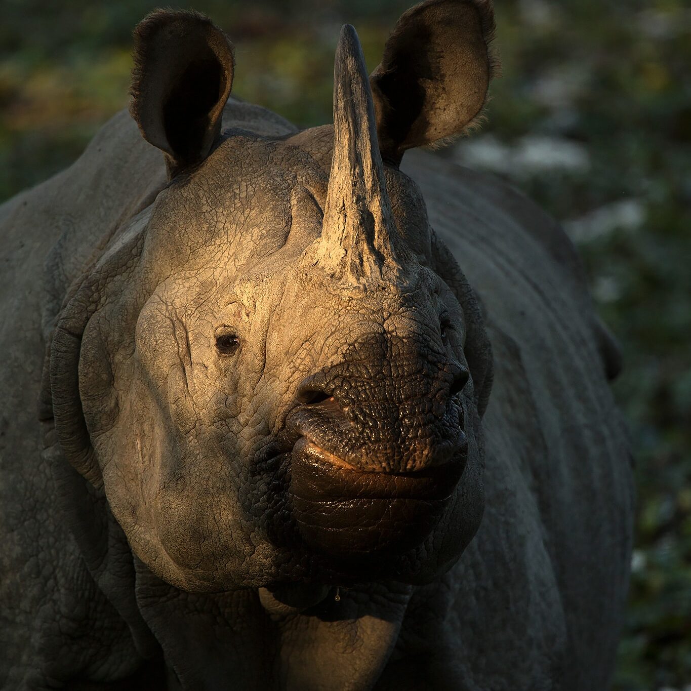 Rhino in Kaziranga on a Wildlife Photography Tour