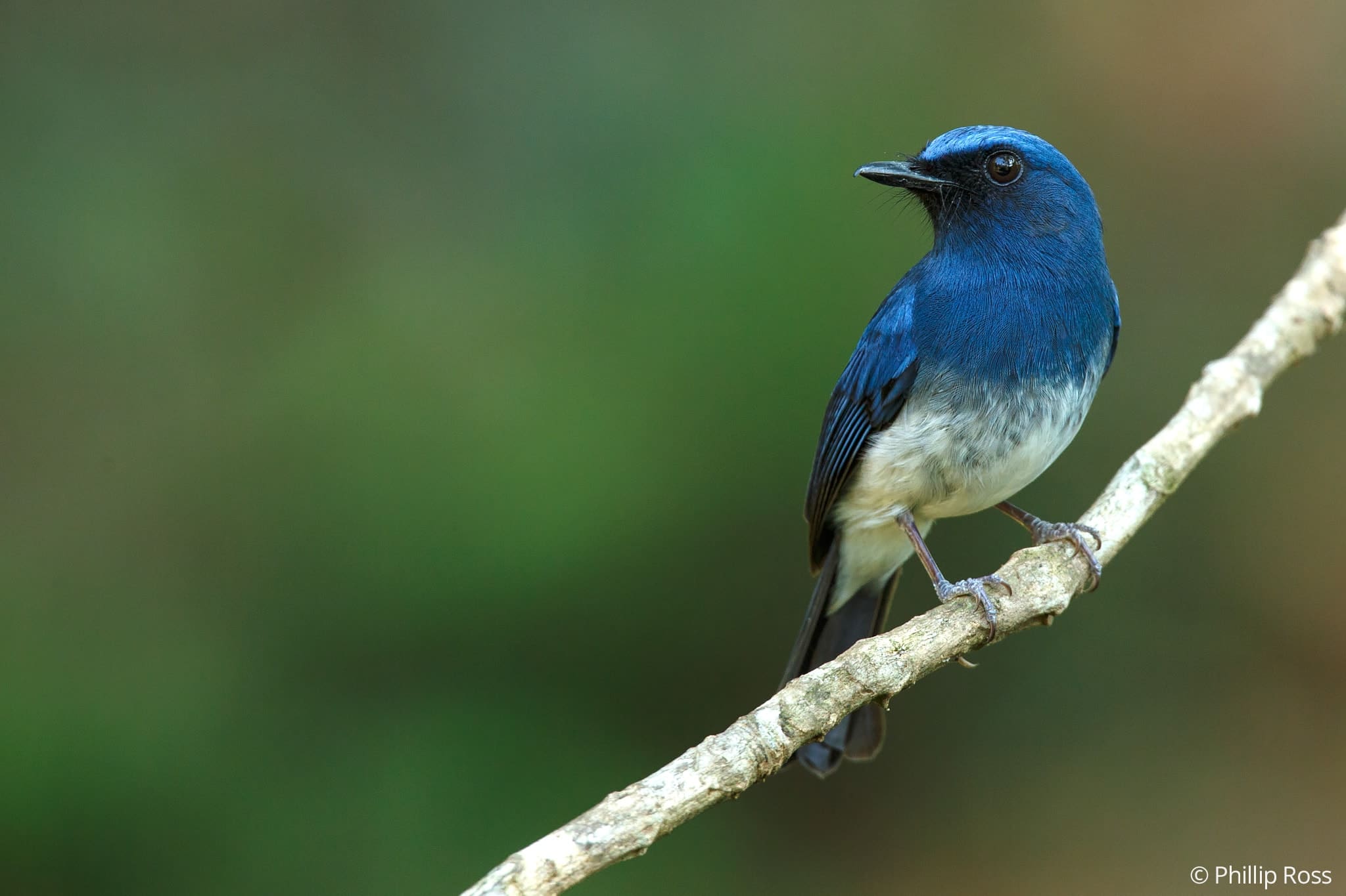 white bellied blue flycatcher