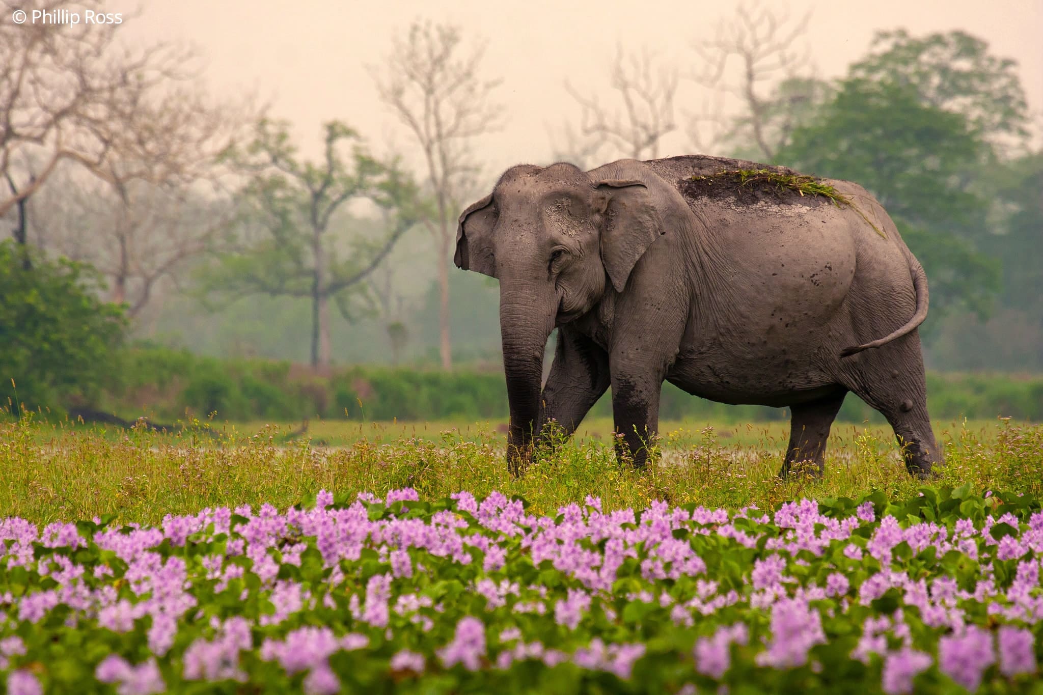 kaziranga photography tour