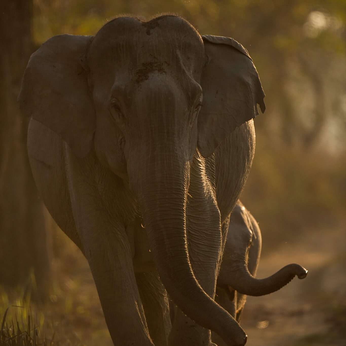 Elephant and calf in Kaziranga on a Wildlife Photography Tour