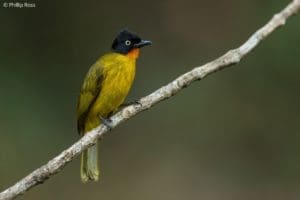 Flame-throated Bulbul in Thattekad on a Bird Photography Tour