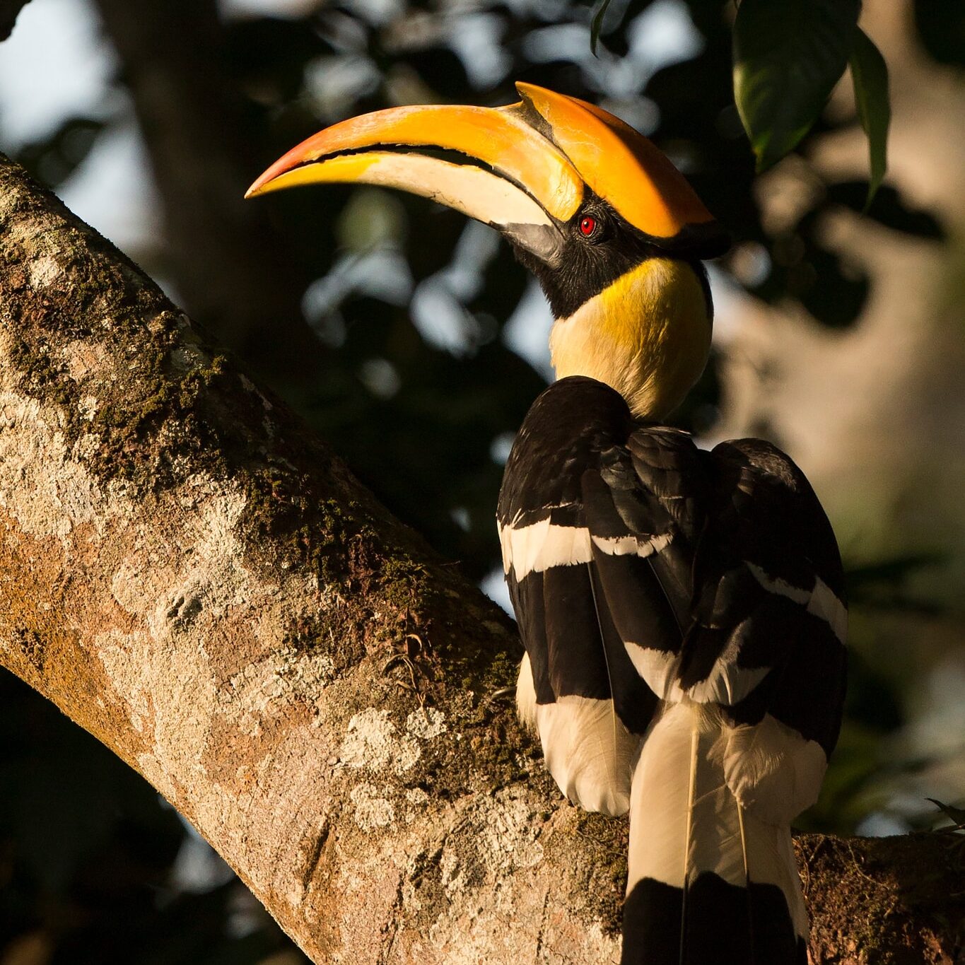Great Indian Hornbill in Kaziranga on a Wildlife Photography Tour