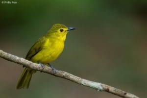 Yellow-browed Bulbul in Thattekad on a Bird Photography Tour