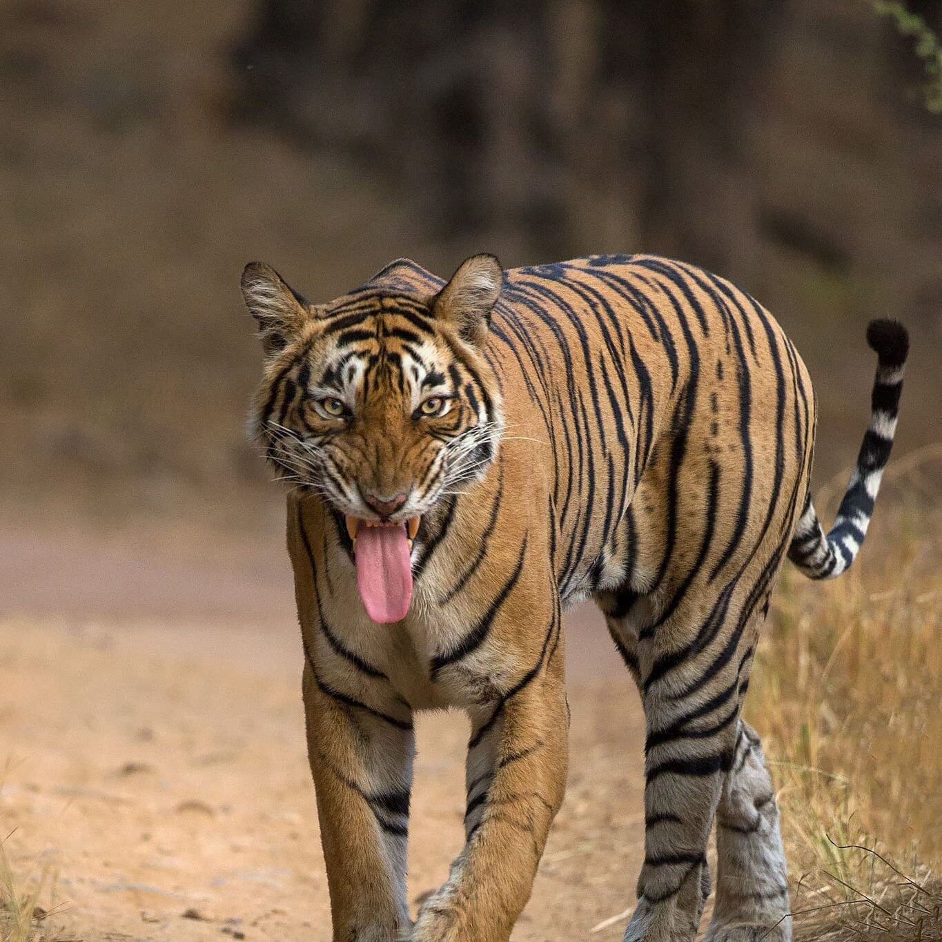 Tiger in Ranthambore on a Wildlife Photography Tour