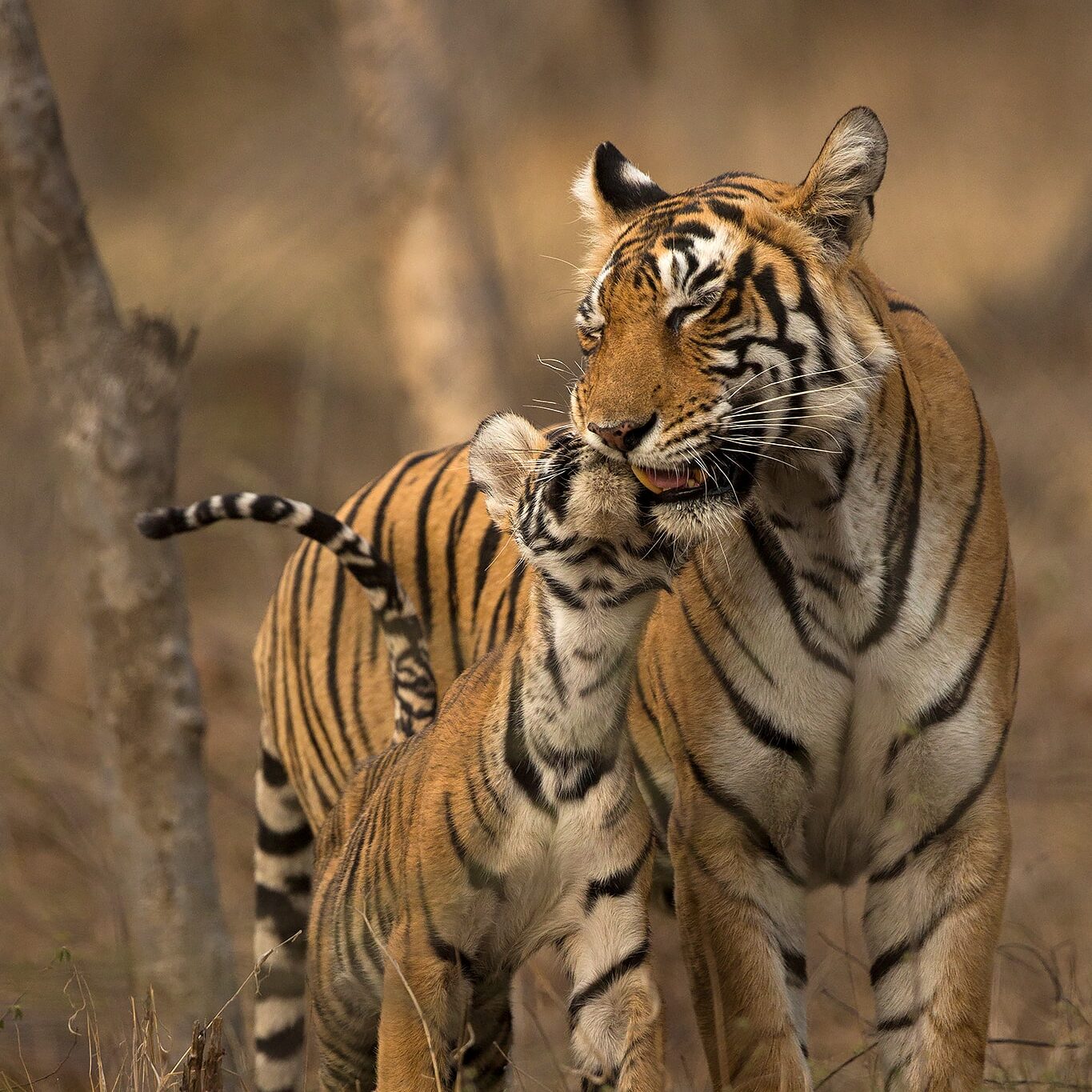 Tiger and cub in Ranthambore on a Wildlife Photography Tour