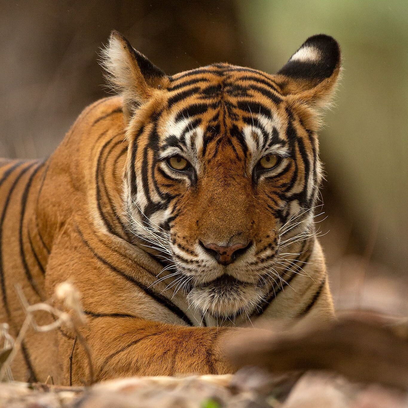 Tiger in Ranthambore on a Wildlife Photography Tour