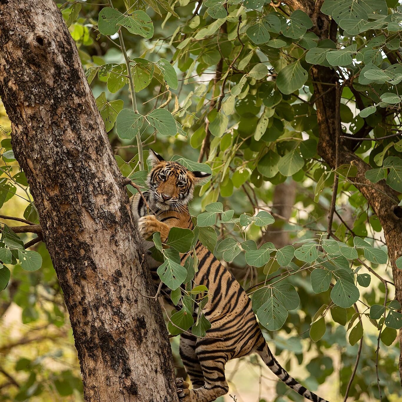 Tiger in Ranthambore on a Wildlife Photography Tour