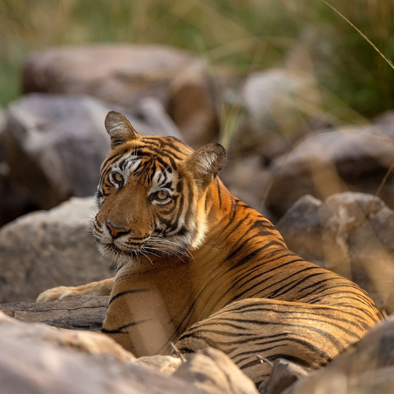 Tiger in Ranthambore on a Wildlife Photography Tour