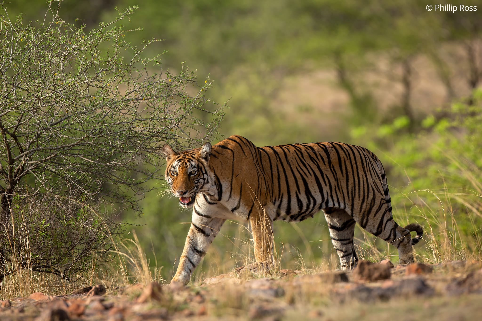 ranthambore safari animals