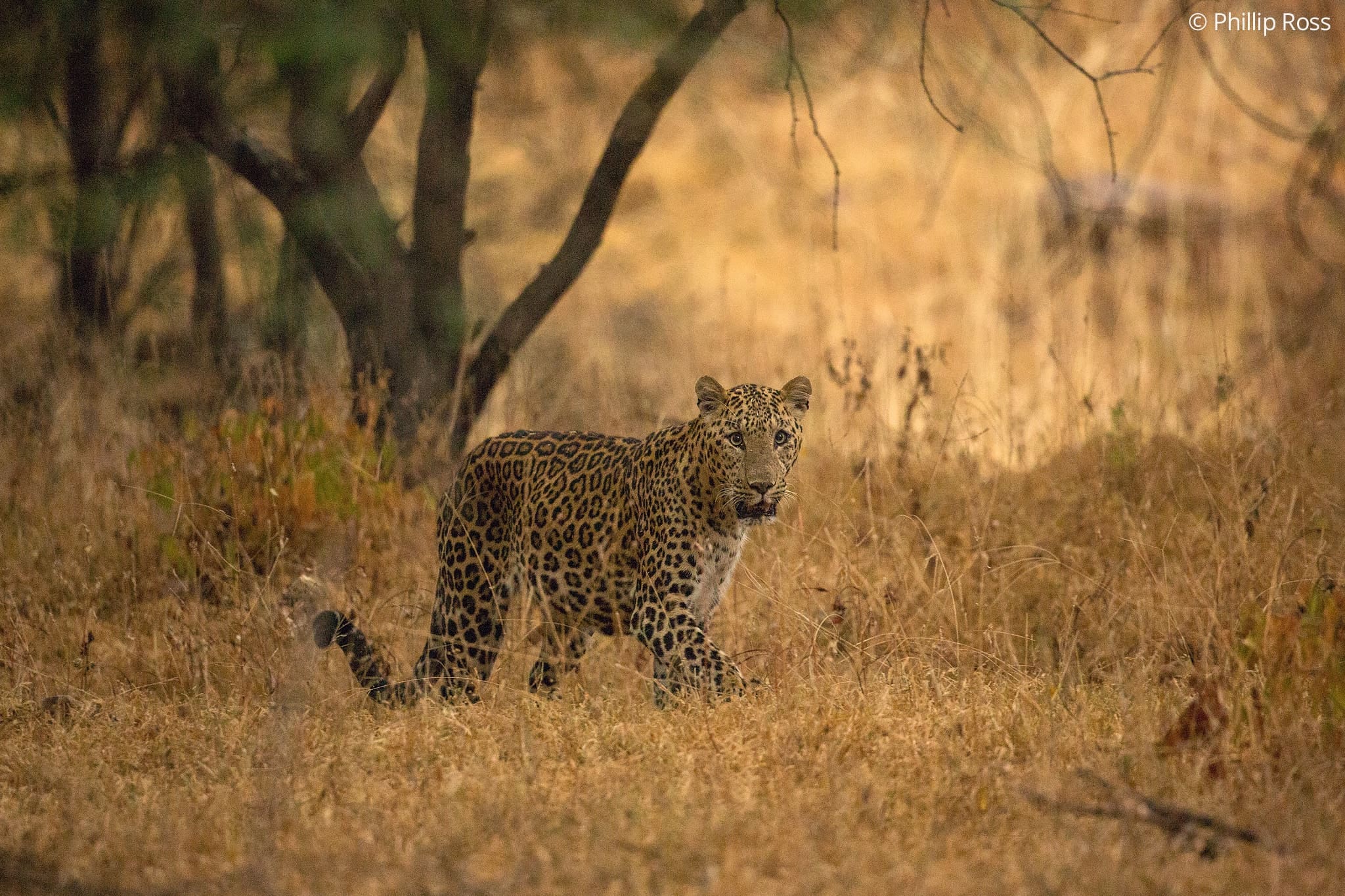 ranthambore safari animals