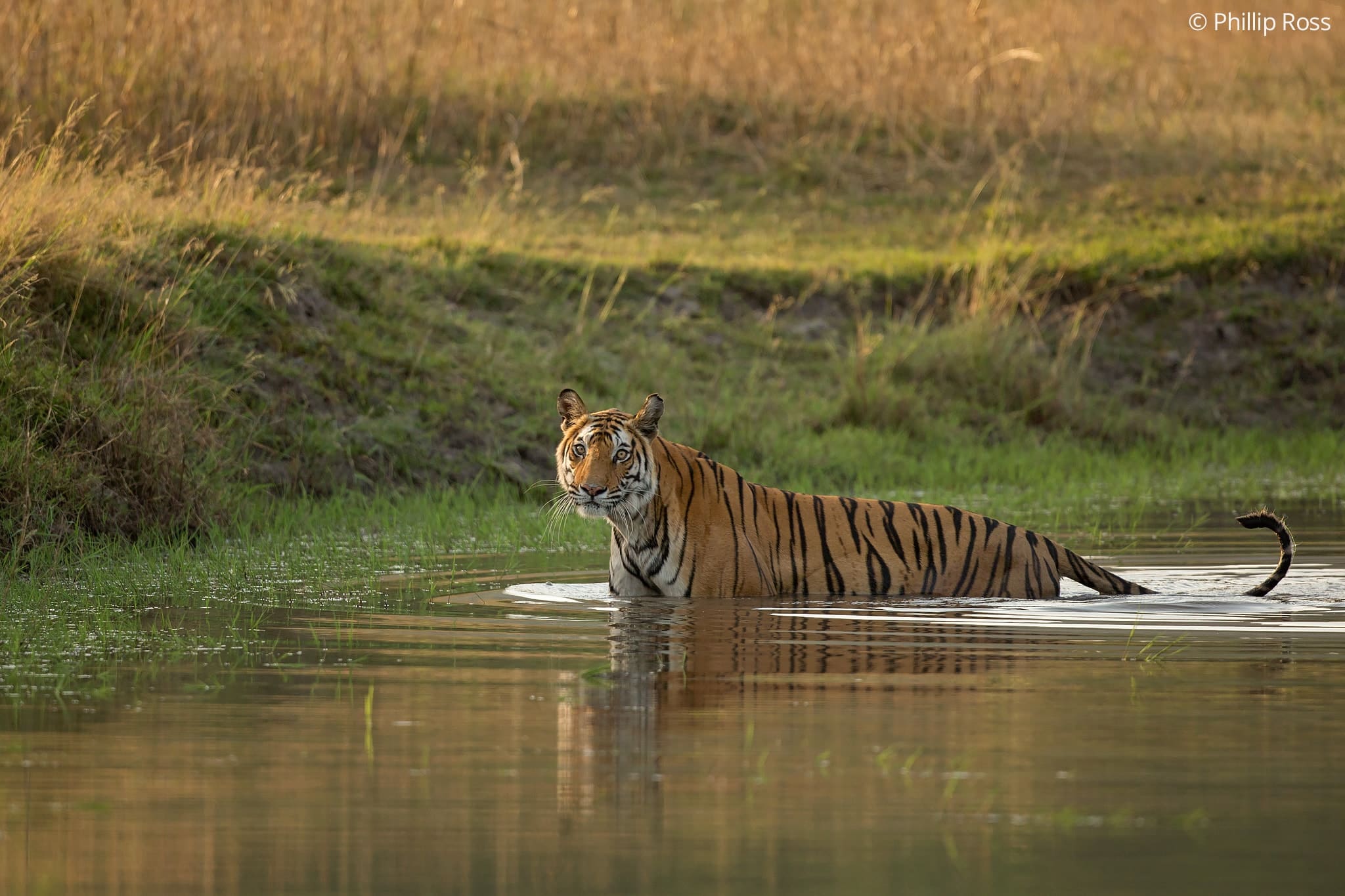 Tiger in Bandhavgarh on a Wildlife Photography Tour