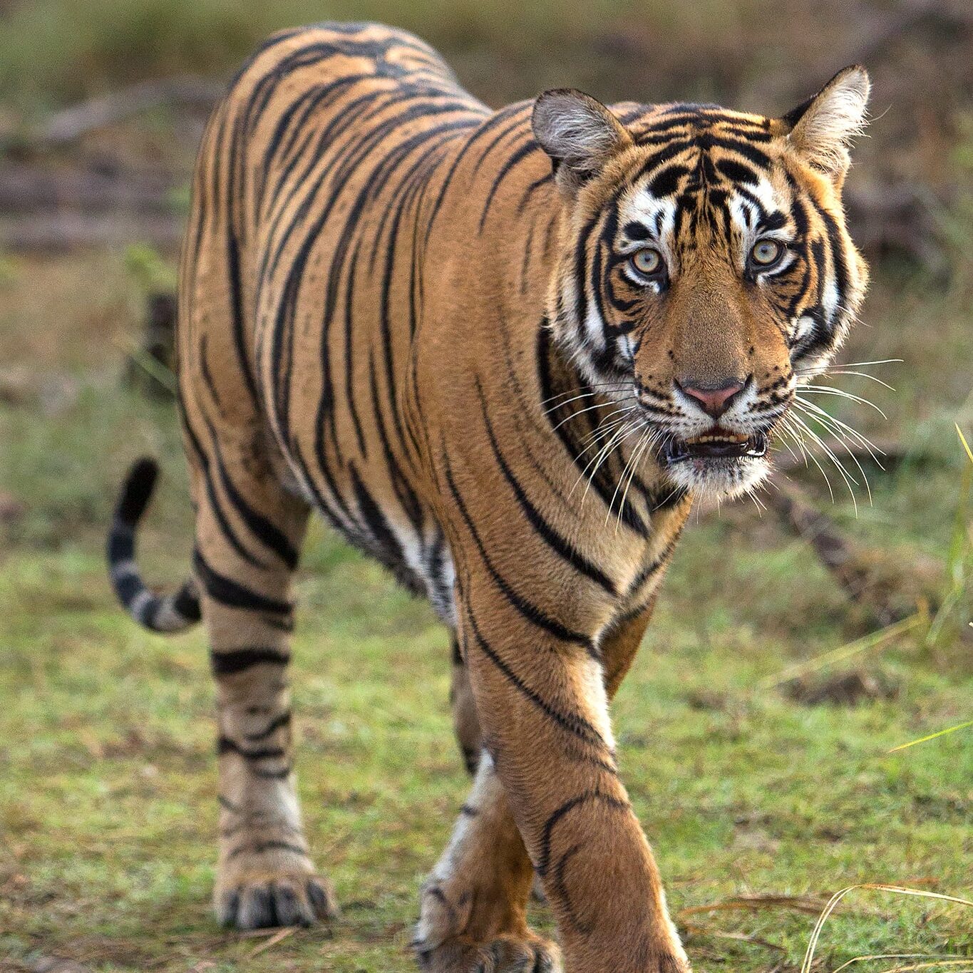 Tiger in Ranthambore on a Wildlife Photography Tour