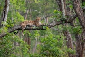 Leopard on a tree in Kabini on a Wildlife Photography Tour