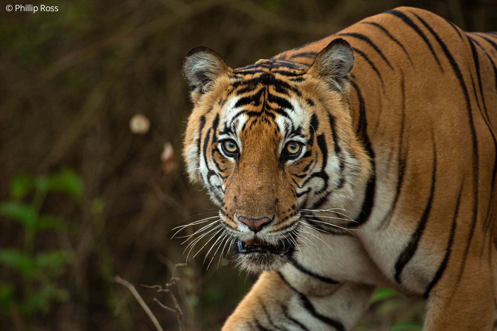 Tiger in Kabini on a Wildlife Photography Tour