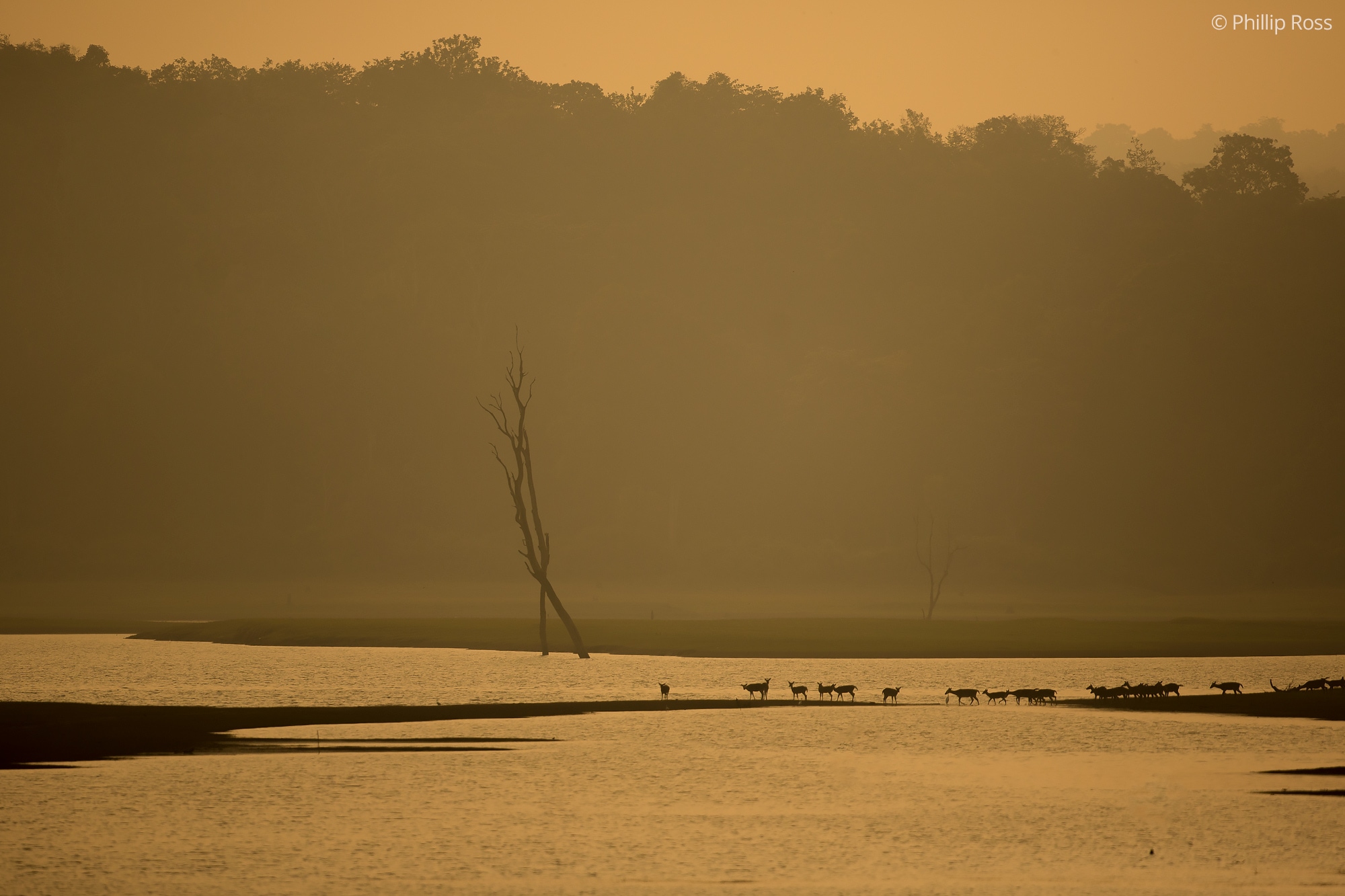 Deer Scape in Kabini on a Wildlife Photography Tour