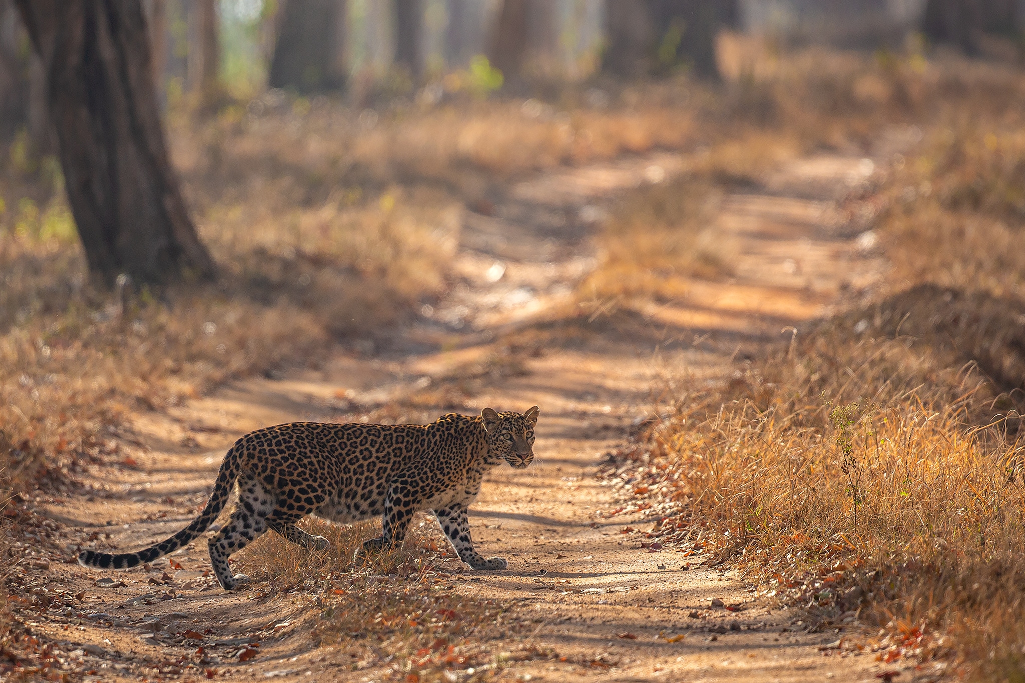 Leopard in Kabini on a Wildlife Photography Tour