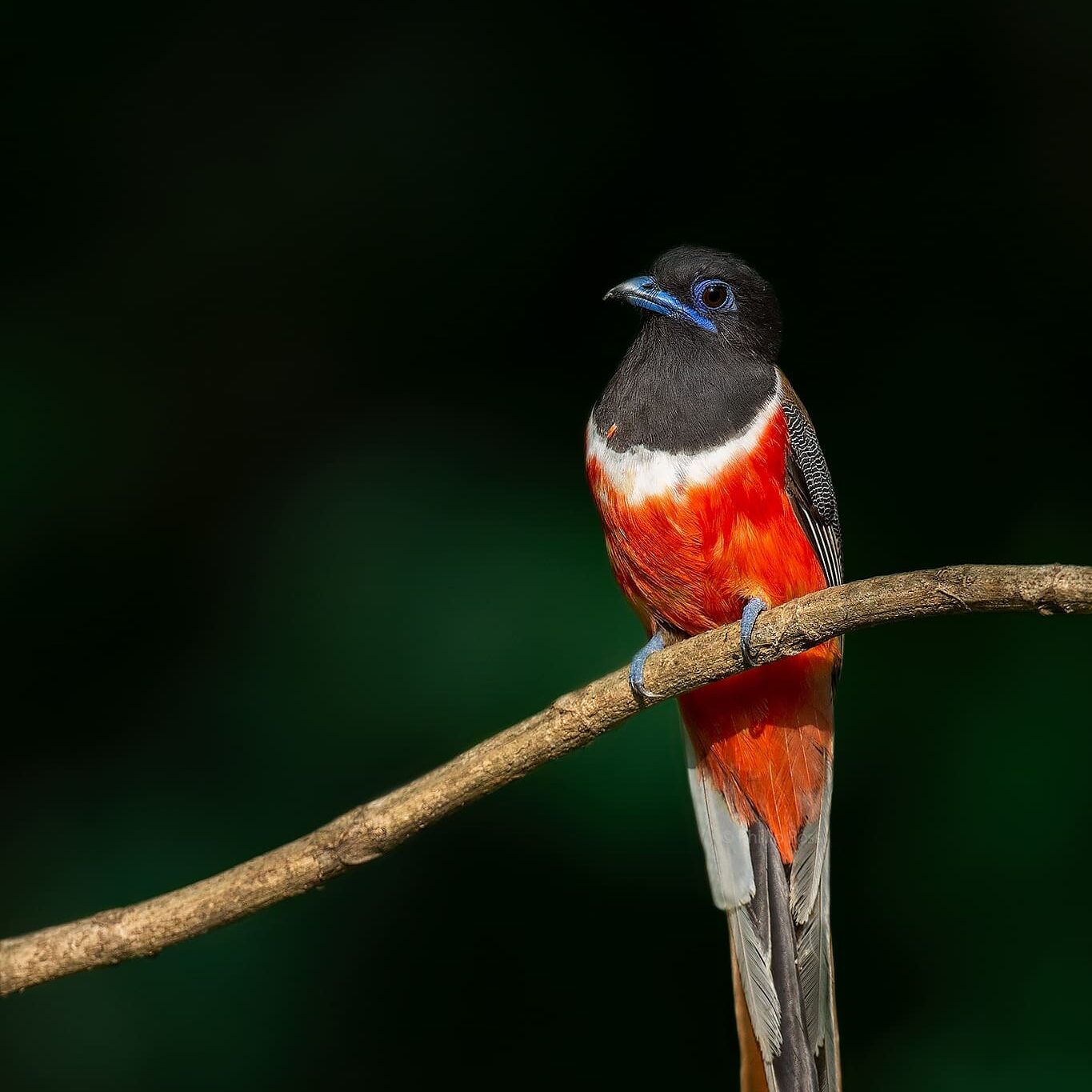 Trogon