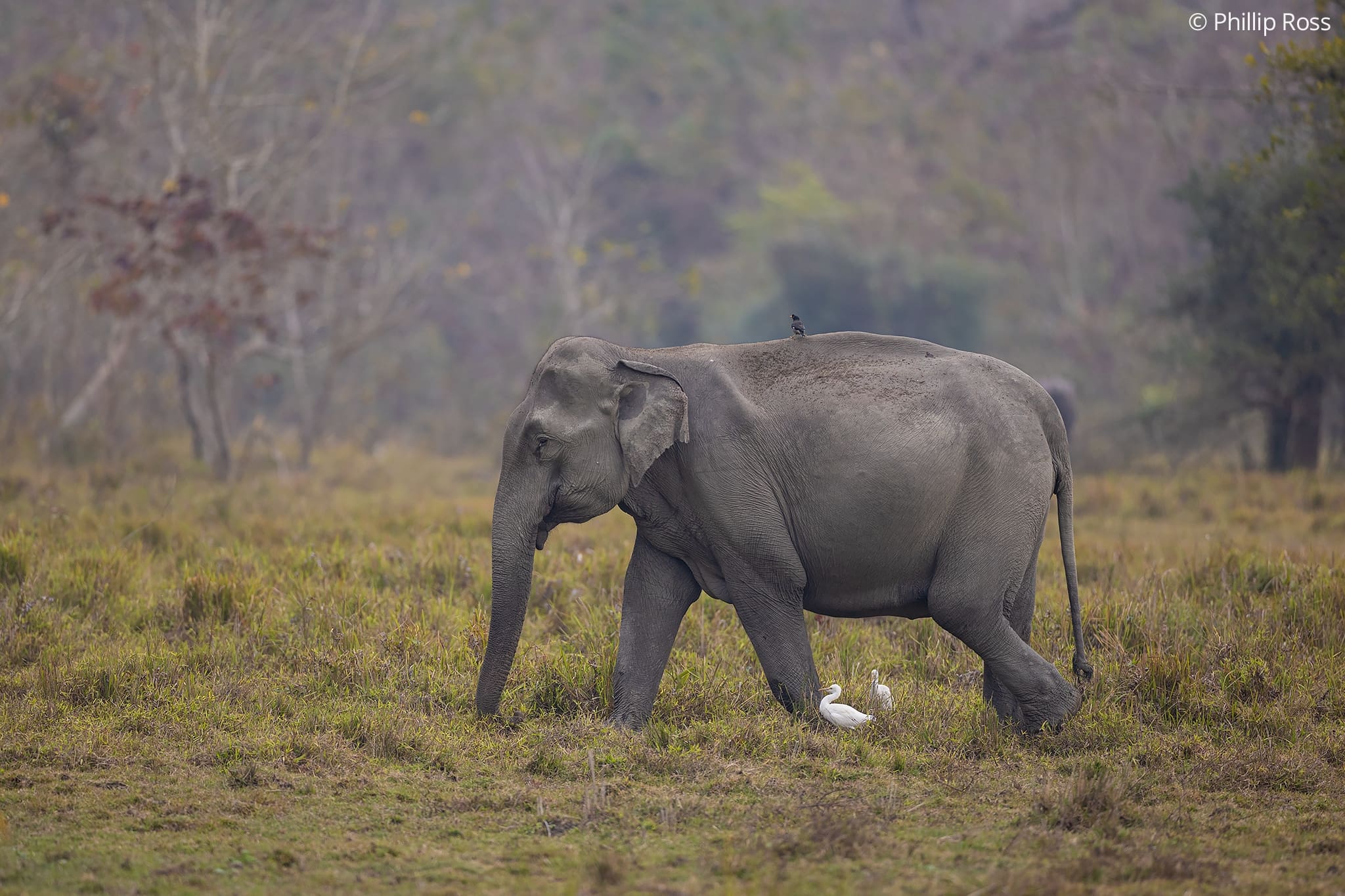 kaziranga photography tour