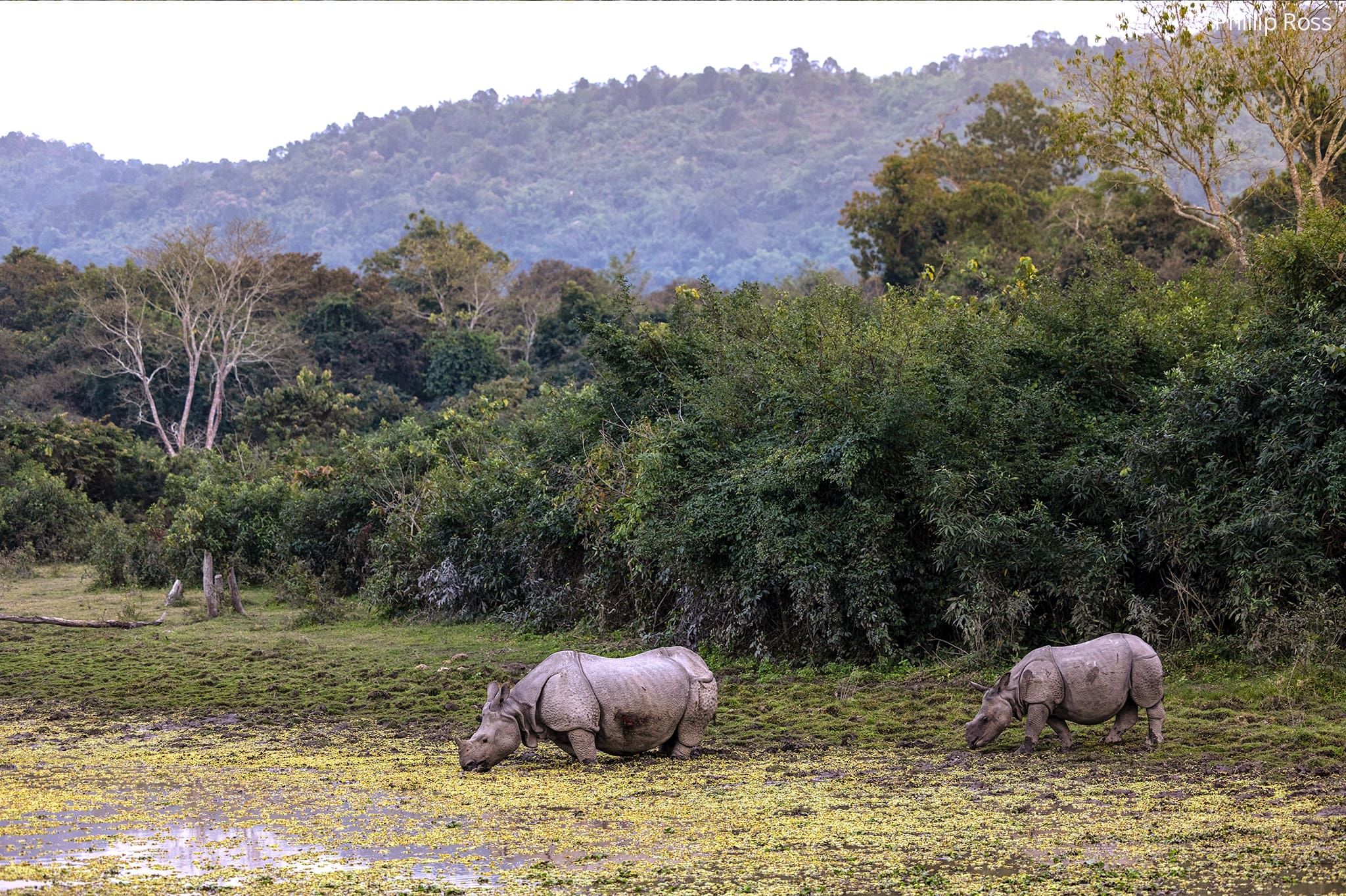 kaziranga photography tour