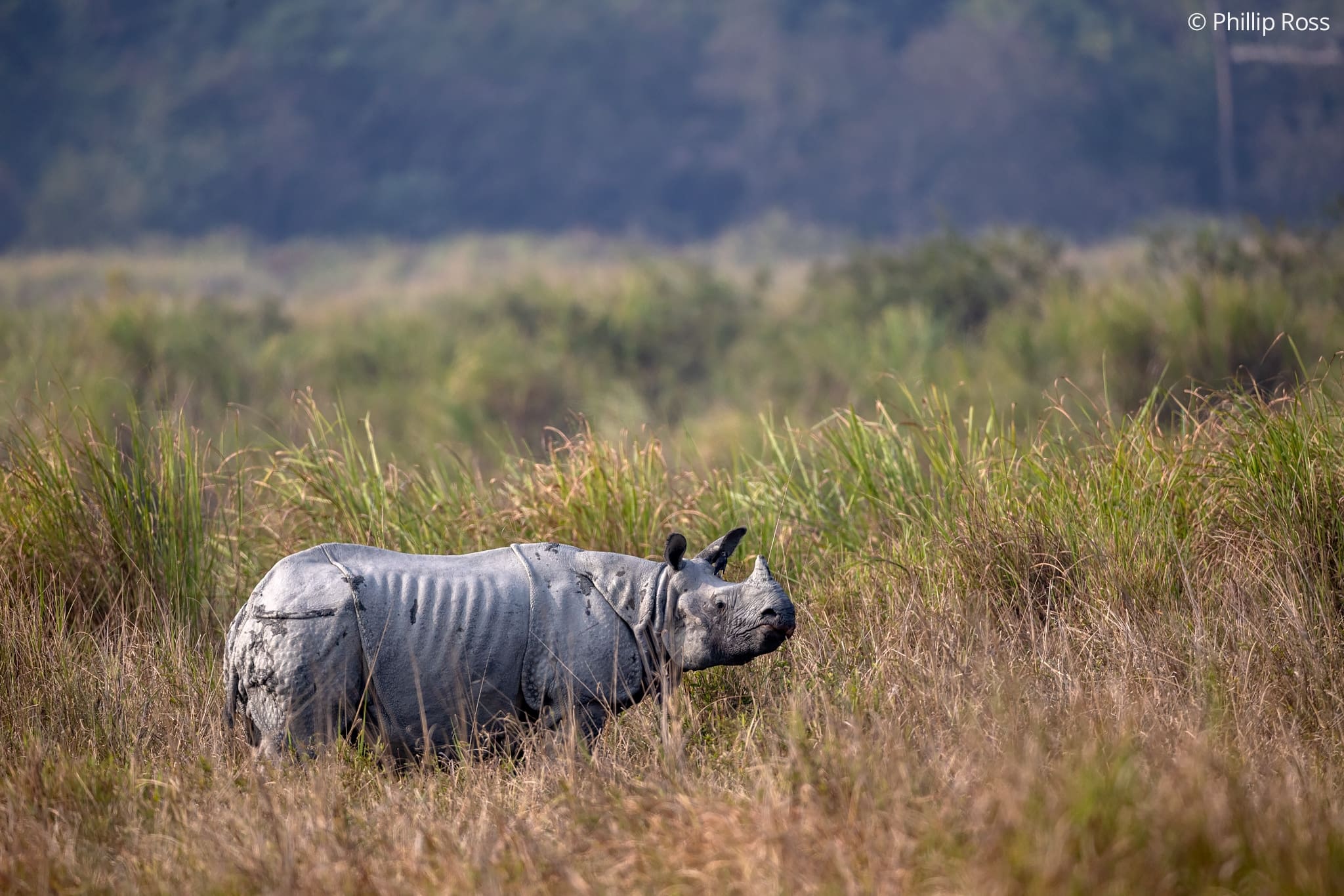 kaziranga rhino tour