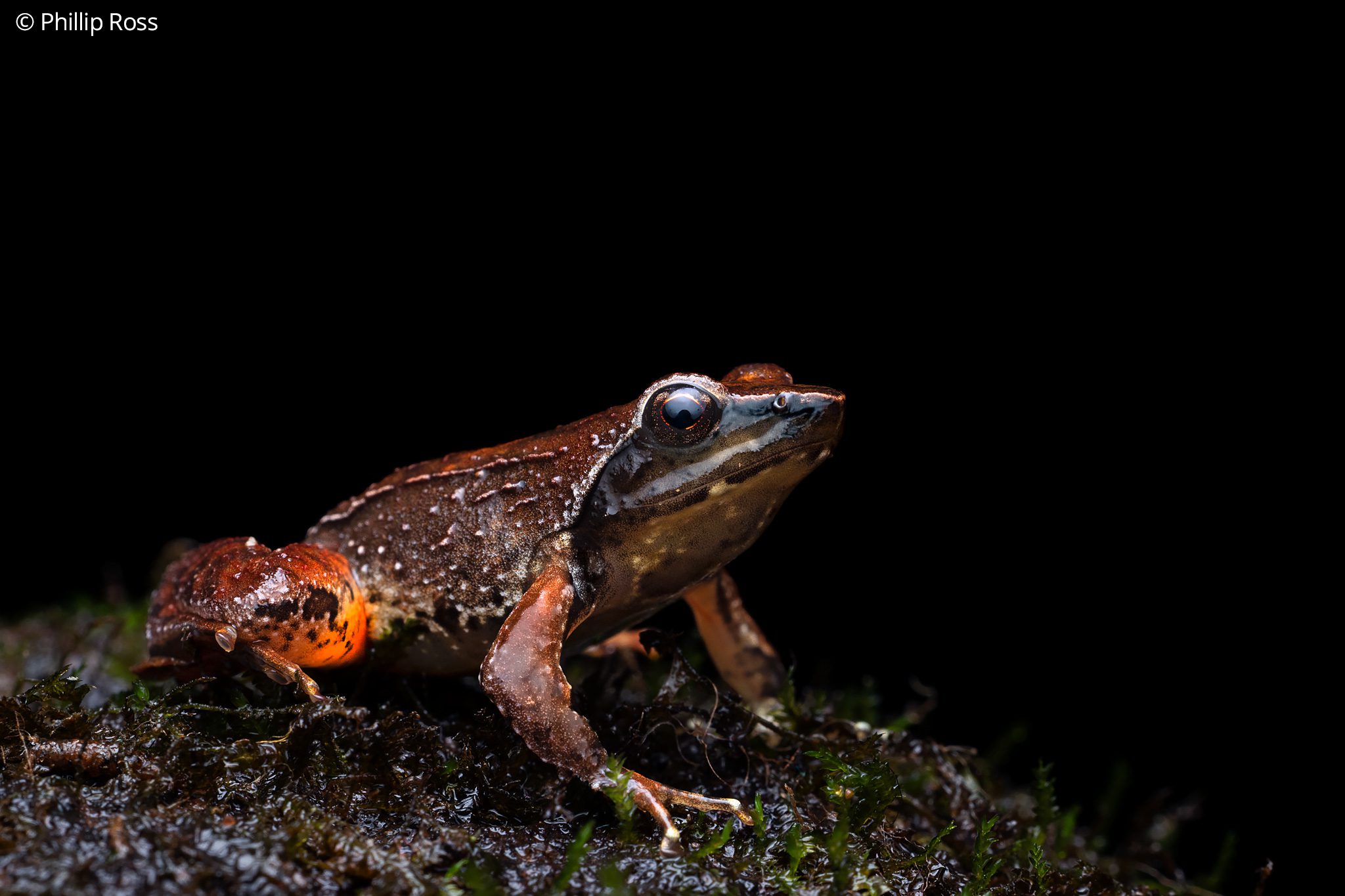 PinkThighedDancingFrog