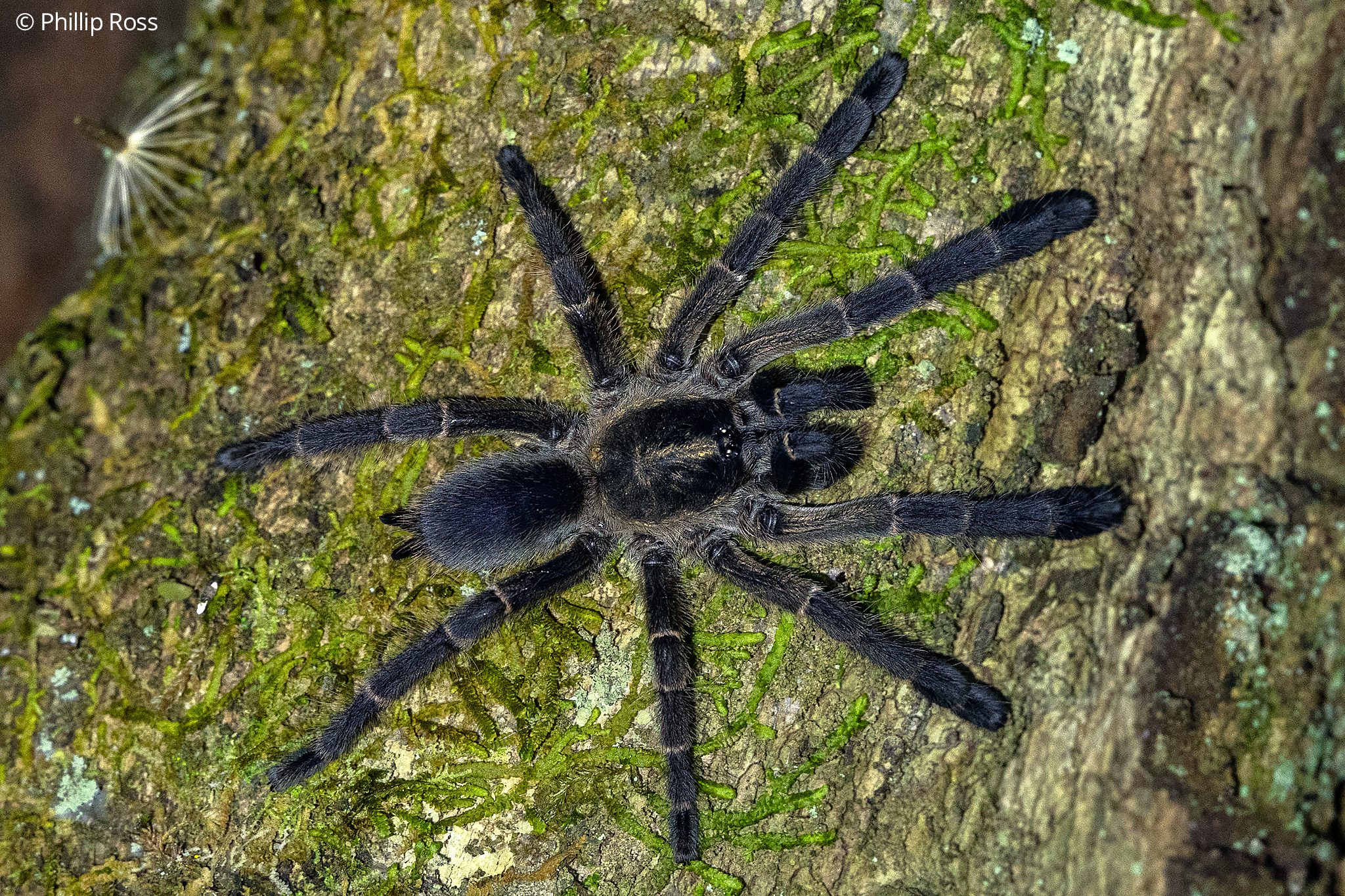 Tarantula
