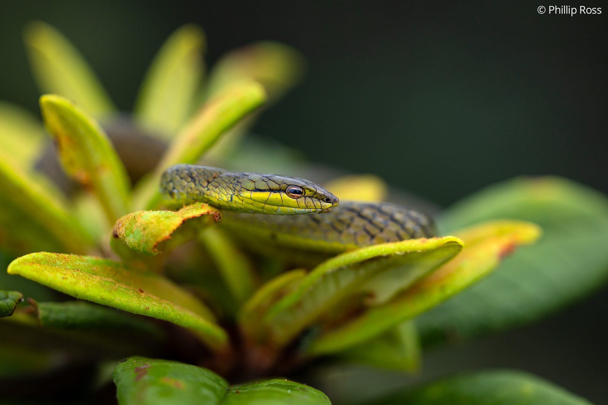 VineSnake