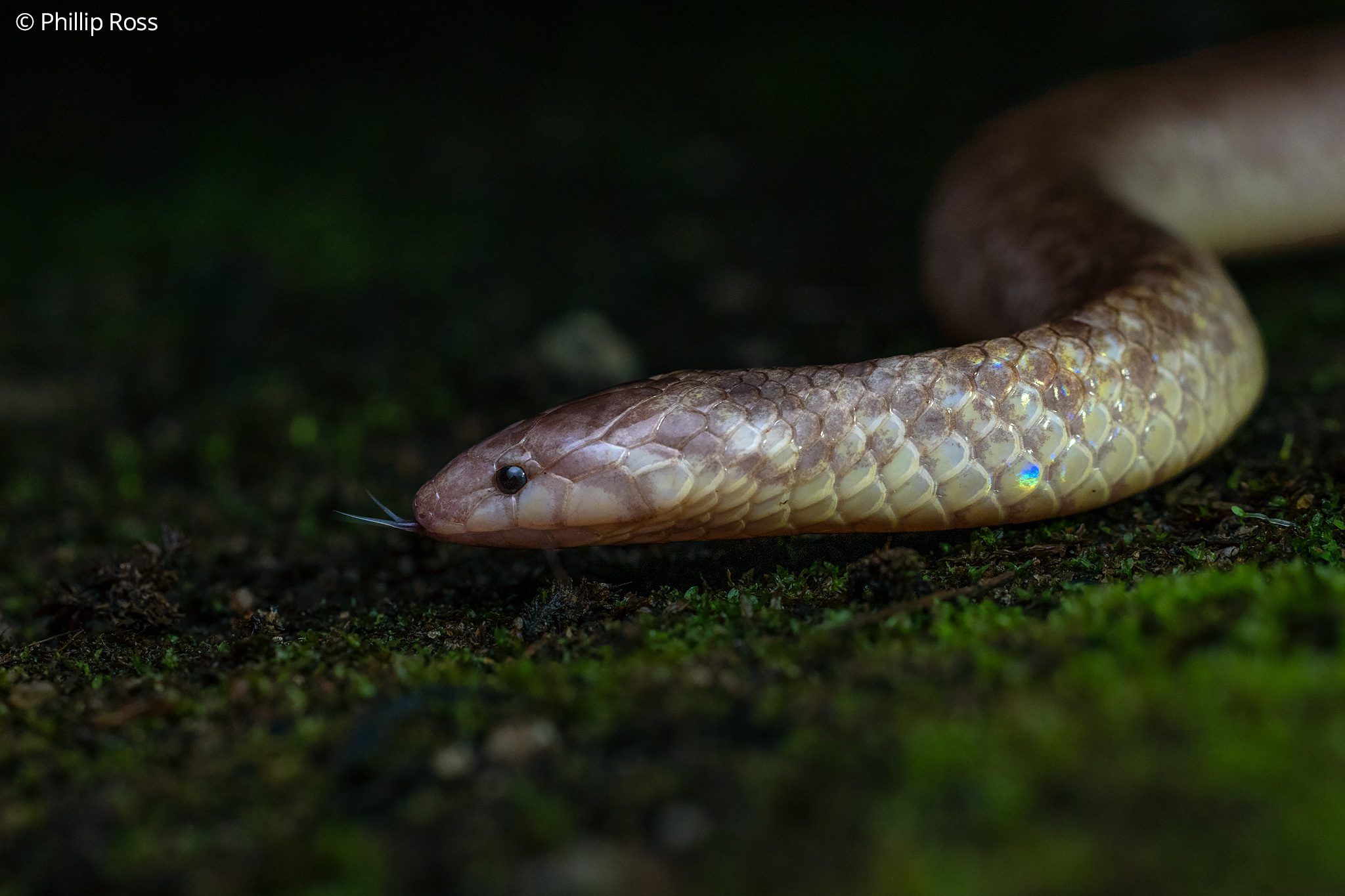 Xylophis