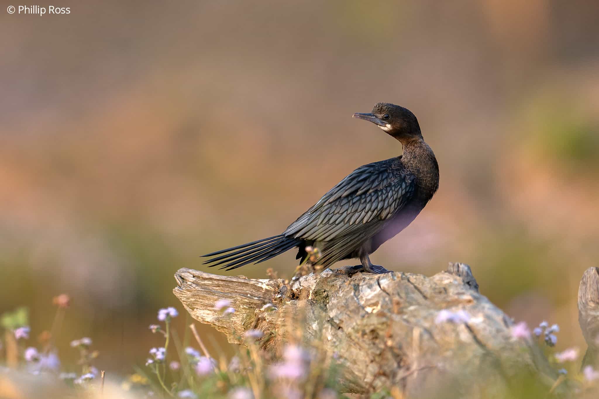 Cormorant_Rajaji