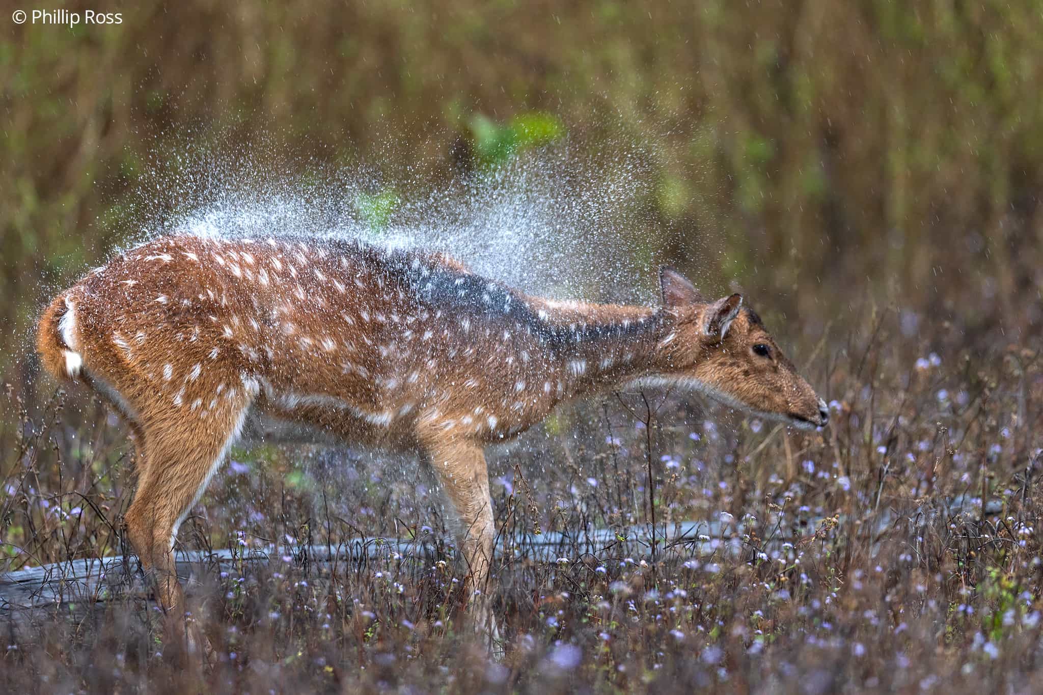 Deer_Rajaji