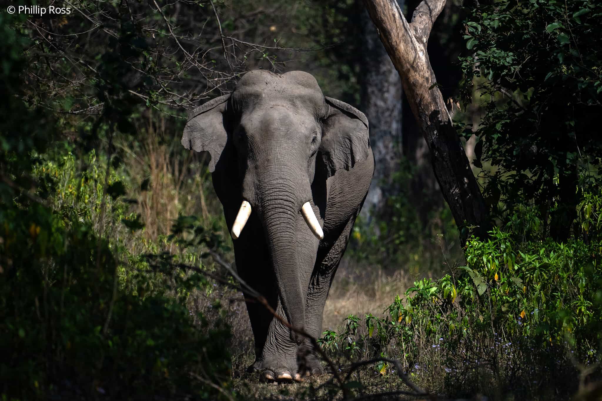 Elephant_Rajaji